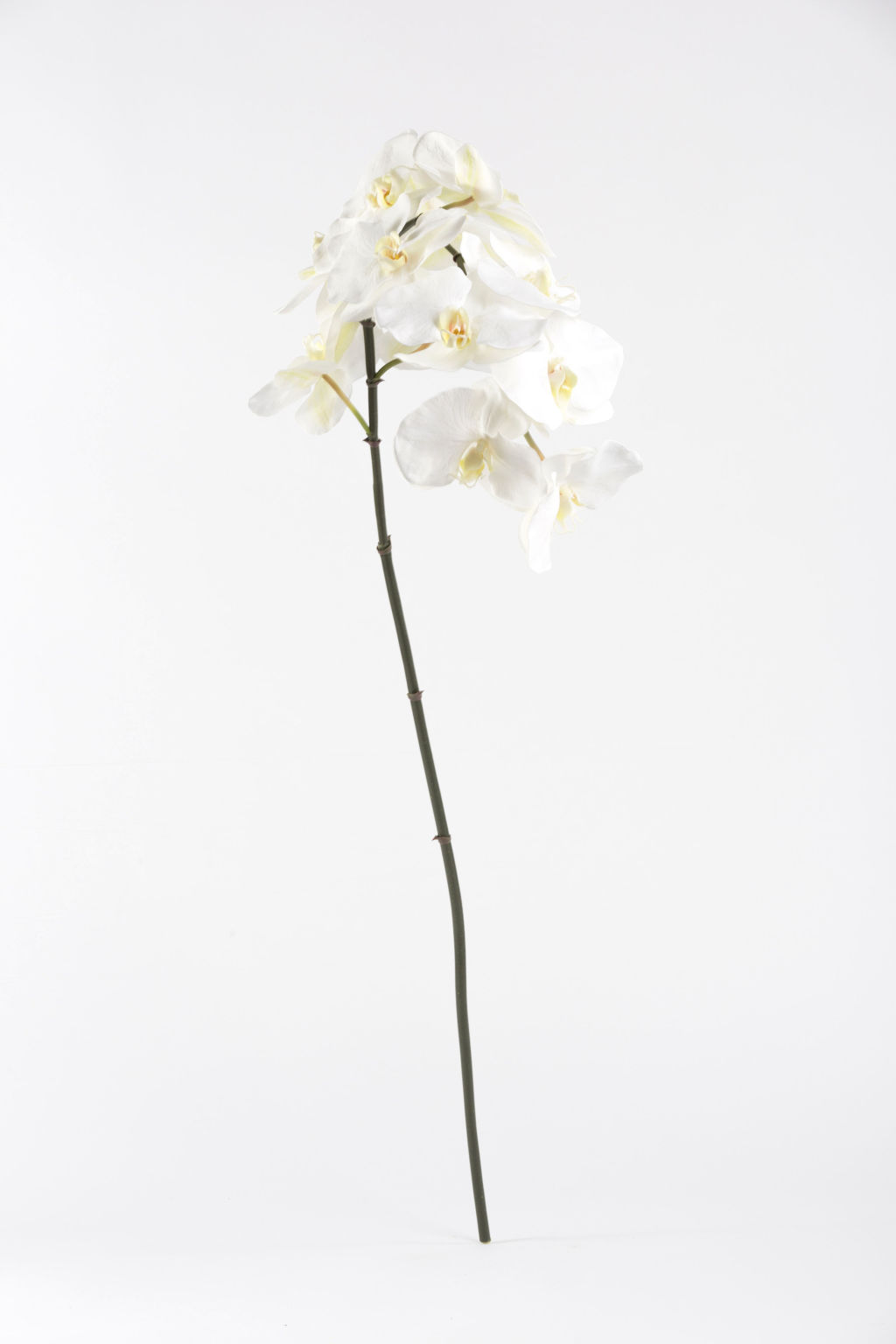Faux Phalaenopsis Orchid Flower Stem White Shop Lifelike Flowers