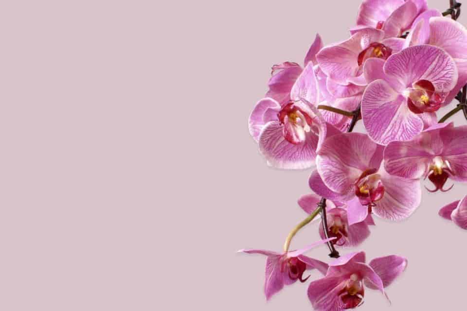 Lifelike Flowers Luxury Silk Flower Boutique Shop & Hire Online