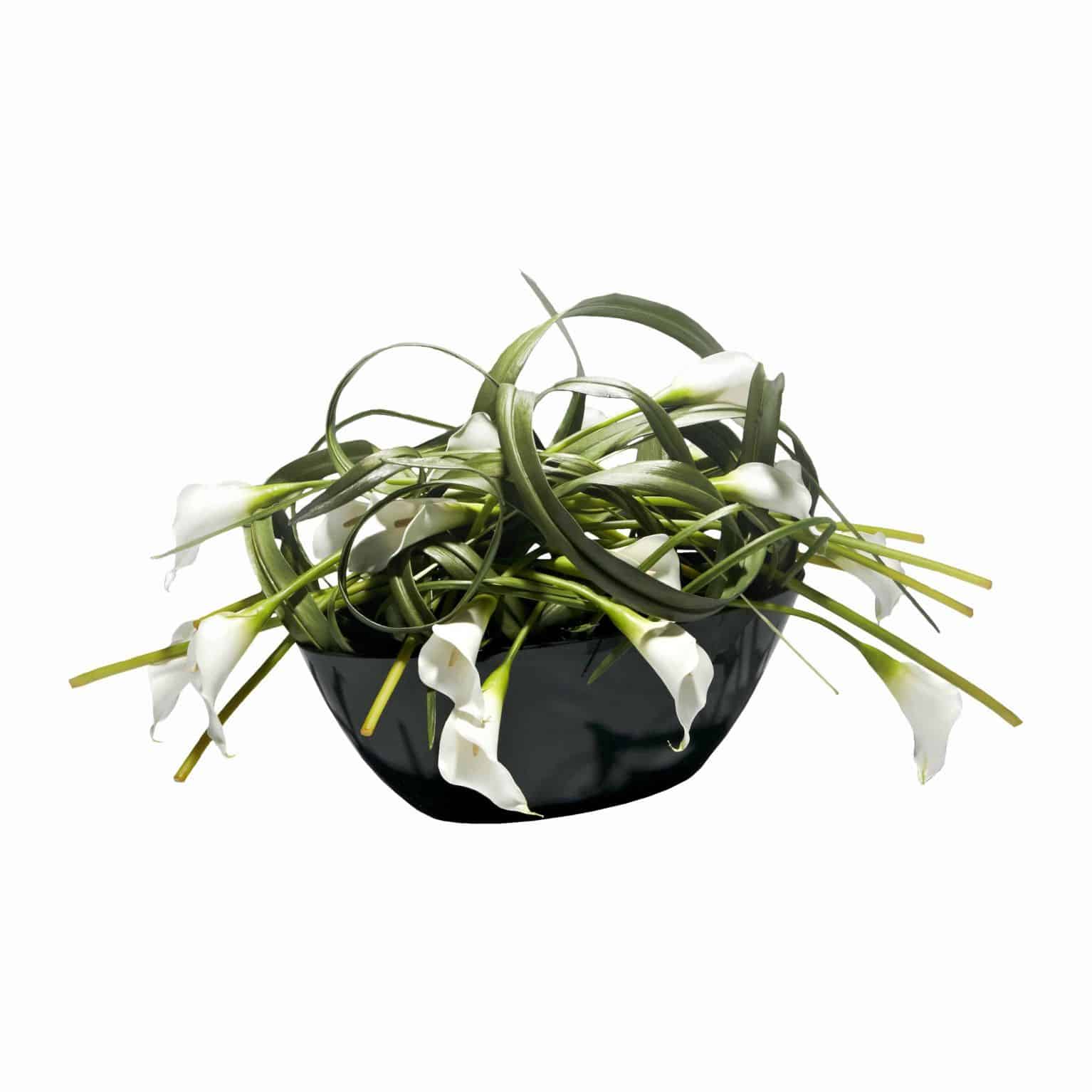 Buy our beautiful disarray of premium silk flowering white calla lilies bound in artificial leaves and stylishly arranged in a black gloss boat shaped pot.