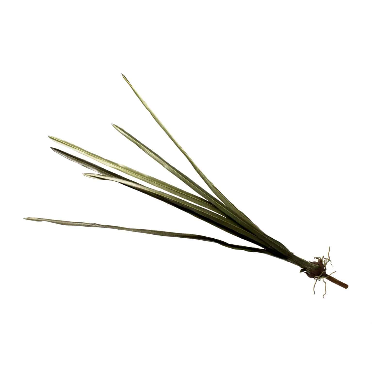 Buy magnificent artificial cymbidium orchid leaf as natural foliage to your arrangement. Including the plant root