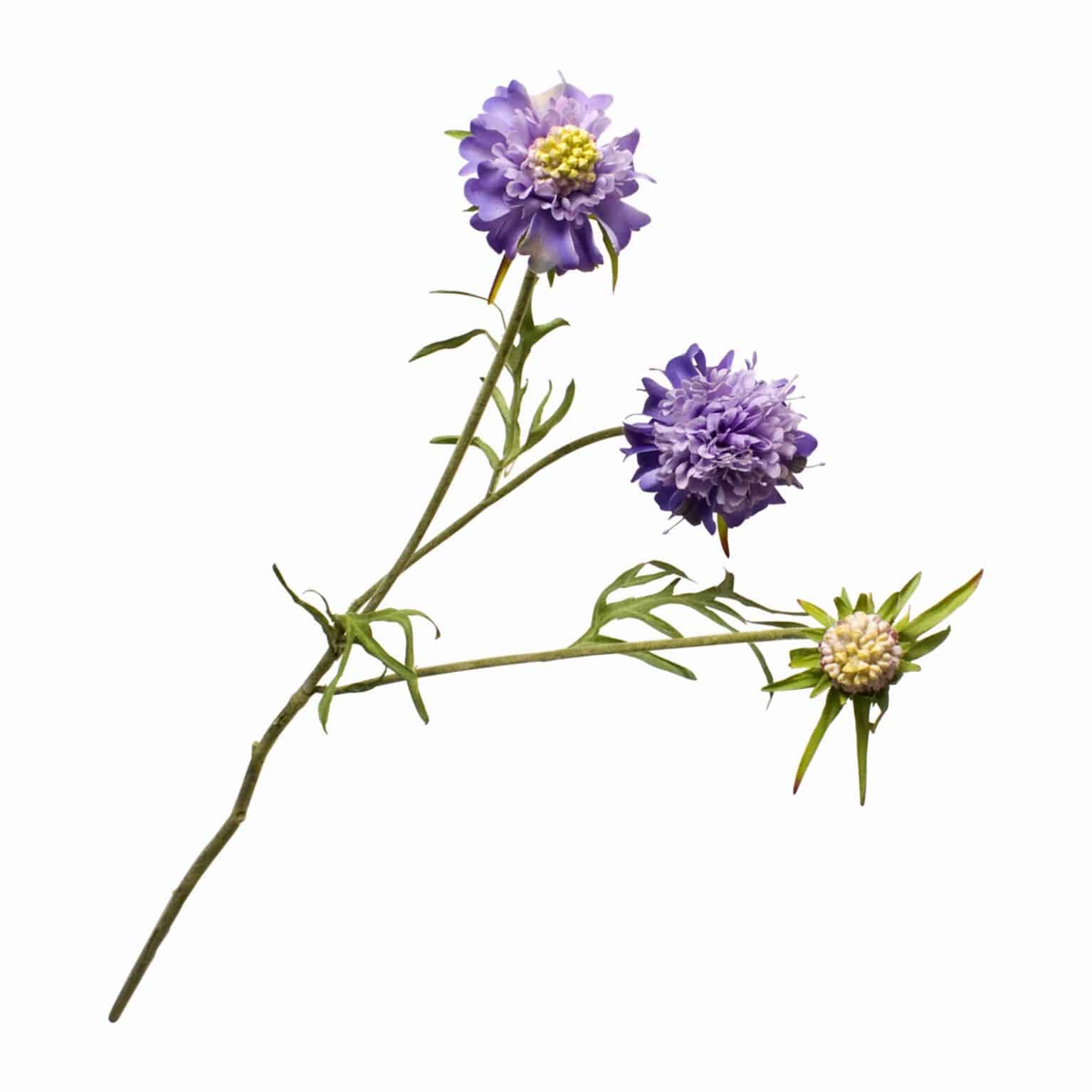 Buy silk faux scabiosa flower