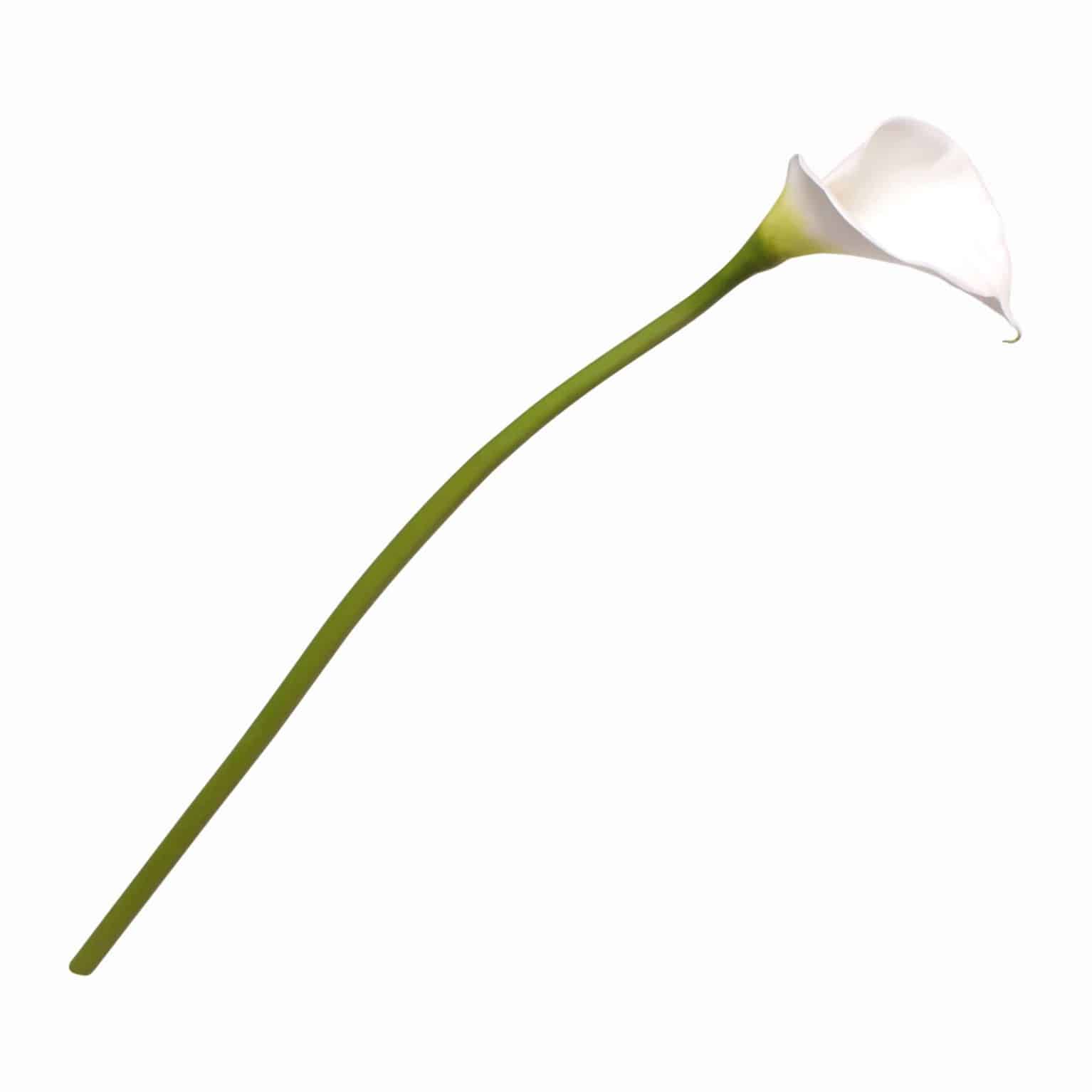 Shop for our best silk flowers. This calla lily is a true match for the fresh flower. Green stem blends into pure white head. Excellent for your modern arrangements.