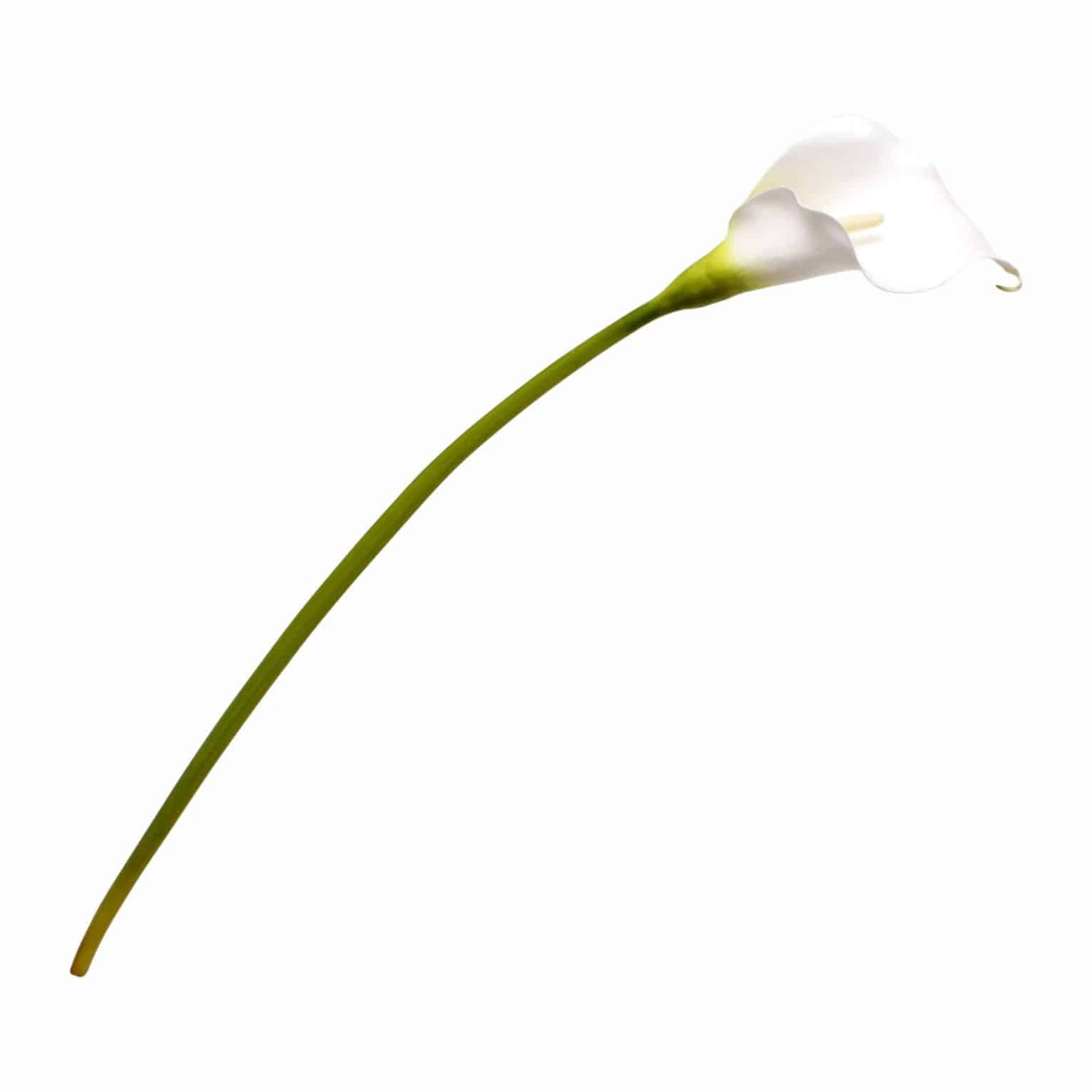 Buy our finest silk lily stem. This calla lily is a true match for the fresh flower. Green stem blends into pure white head. Excellent for your modern arrangements.