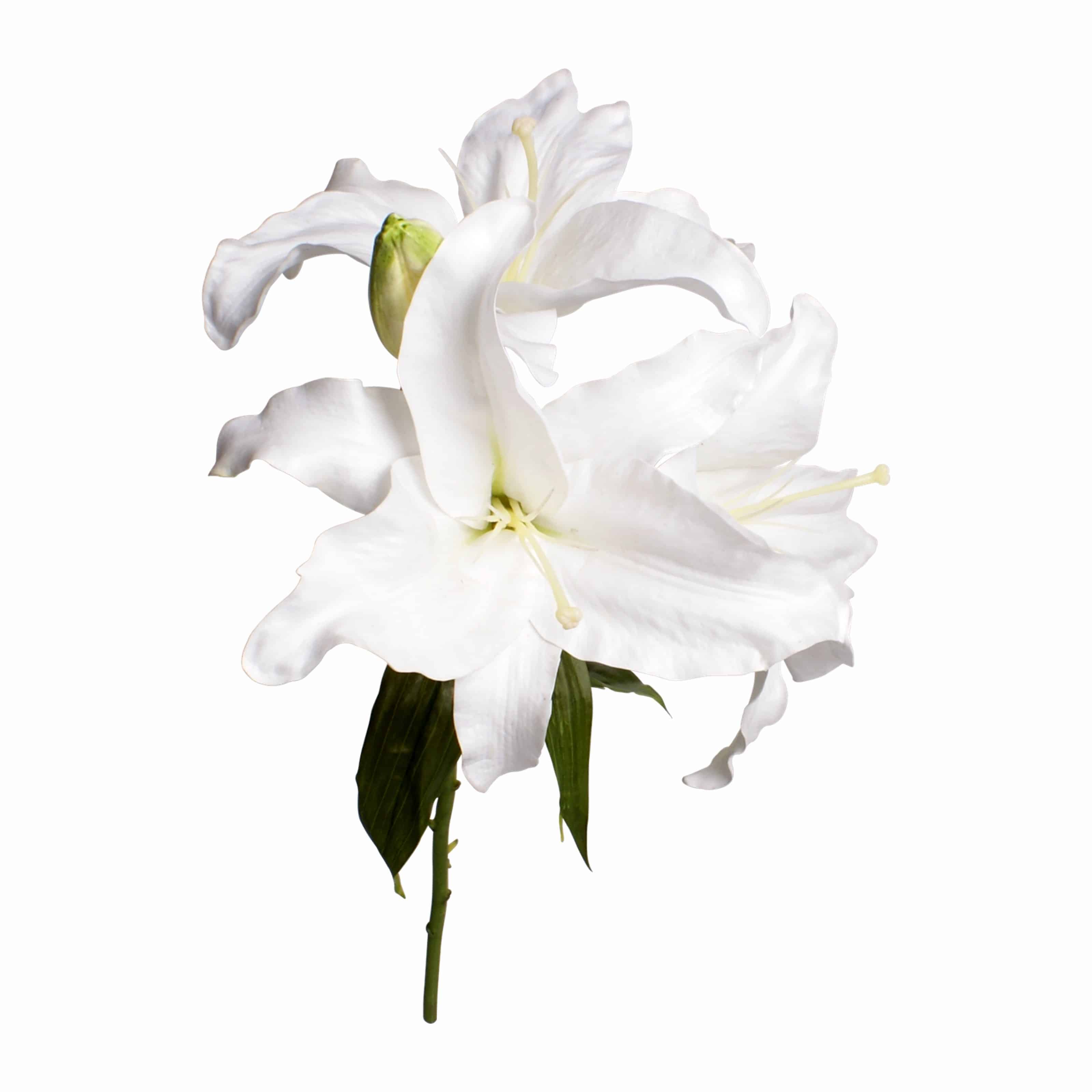 Our Casablanca lilies have three beautiful fully bloomed heads with a natural bud. The natural pure white colour and real touch texture is one of the best we found.