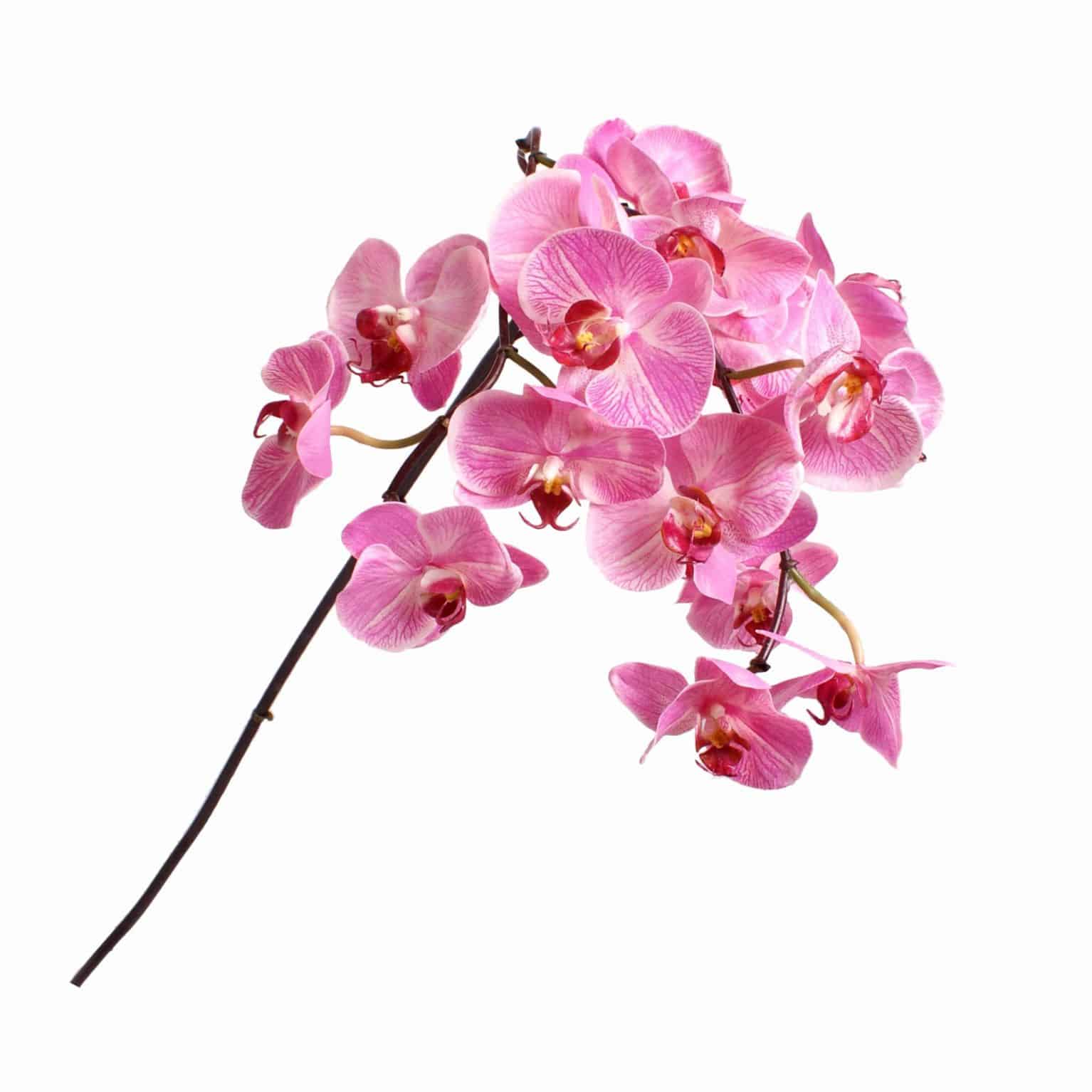 Buy vibrant hot pink silk flower phalaenopsis orchid