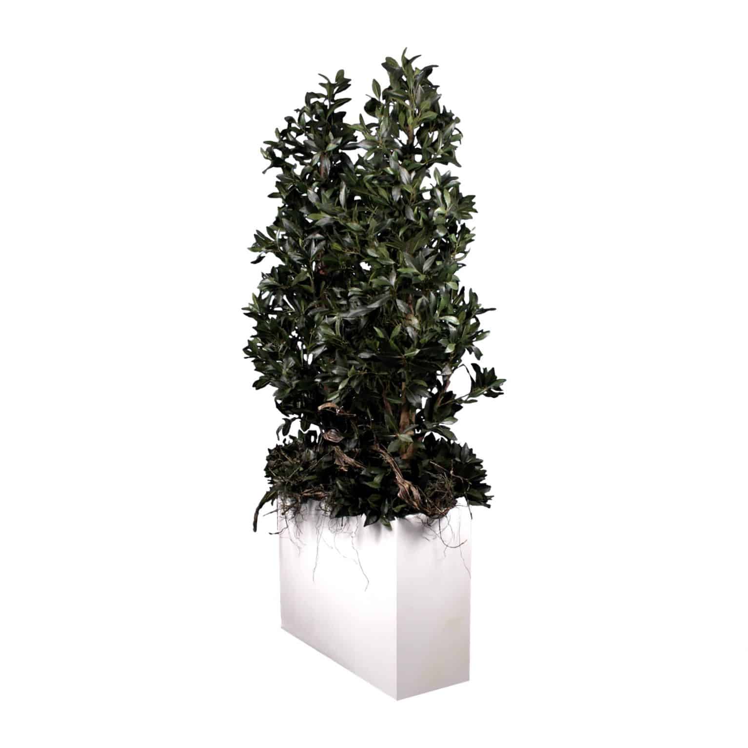 Buy our artificial sweet bay tree arrangement with real tree bark trunks and natural colouring. A modern design - popular