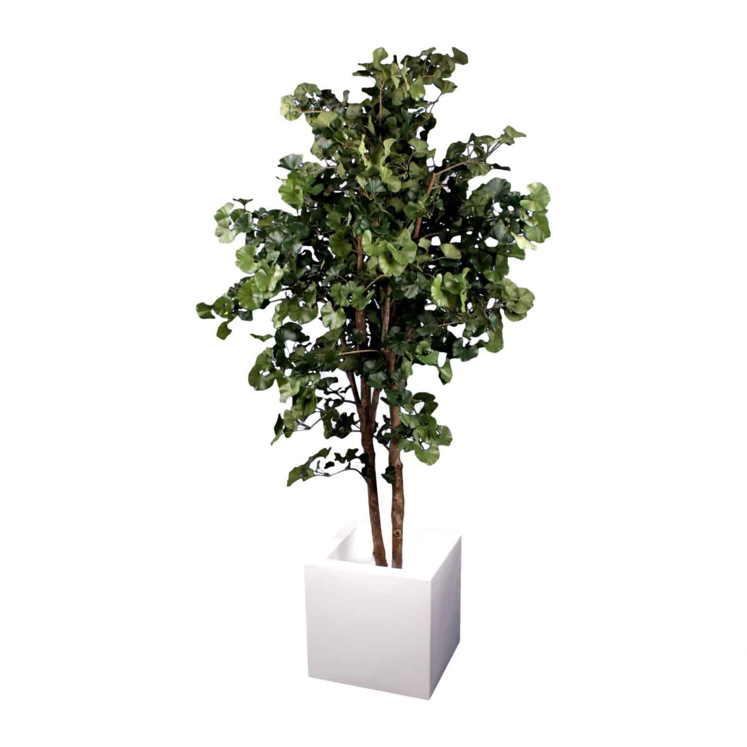 Shop for our artificial ginkgo tree with real tree bark trunk and natural colouring. In a versatile modern white pot. Soil free ideal for oriental gardens.