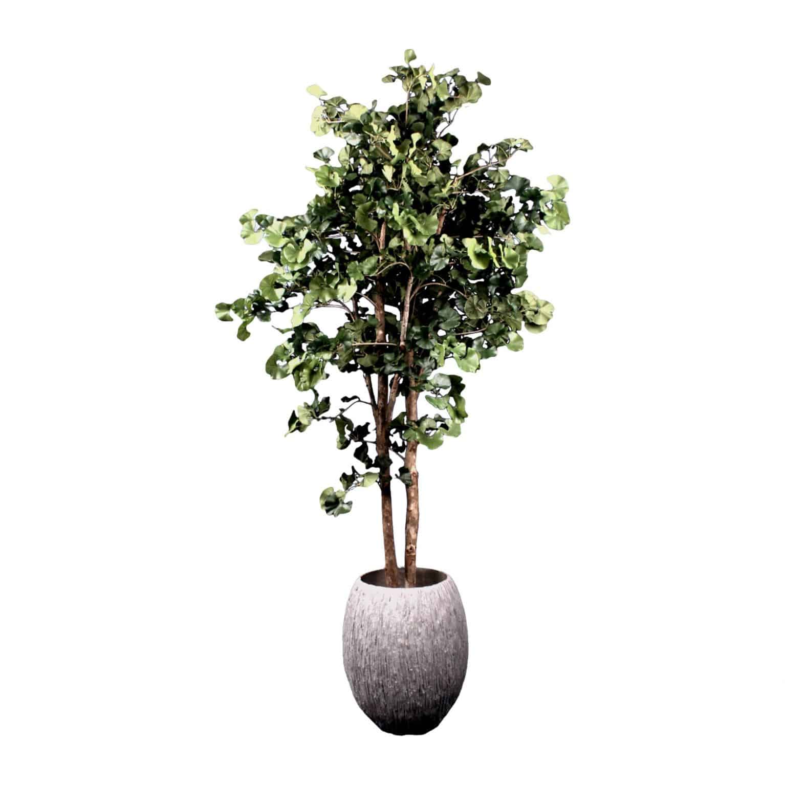 Buy our artificial ginkgo tree with real trunk & natural colouring. Placed in a earthy natural carved pot. Maintenance free & perfect for oriental gardens.