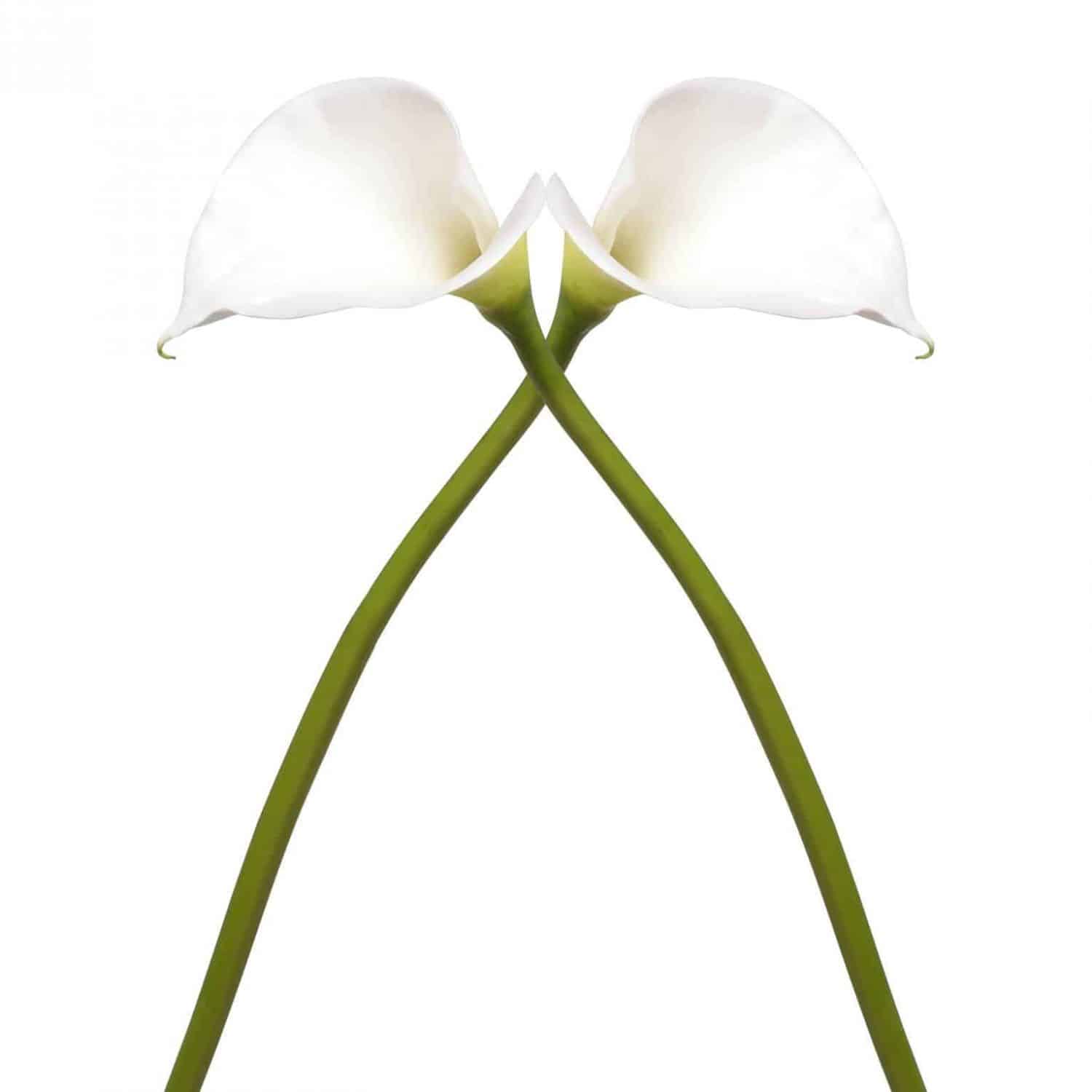 Why Choose Lifelike Flowers London's Luxury Silk Flower Florist