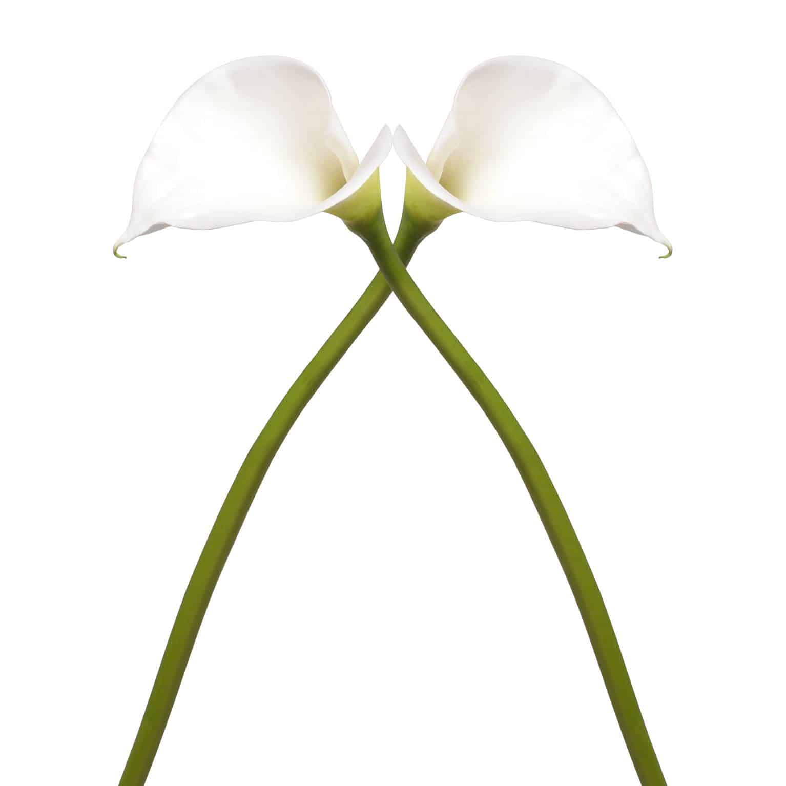 The Finest Hand Selected Stems - Why Lifelike Flowers why-1